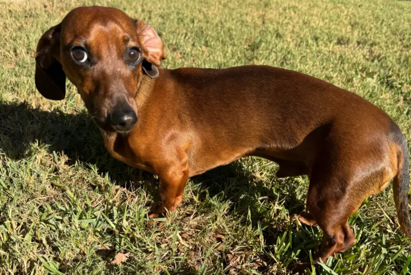 Minyatür Dachshund