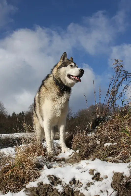 Alaska Malamutu