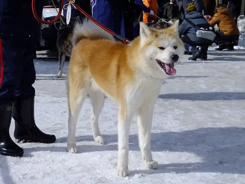Akita Inu