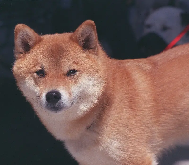 Shiba Inu