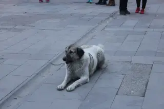 Sultan Tazısı