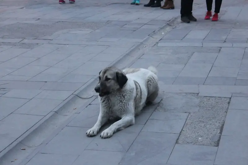 Sultan Tazısı