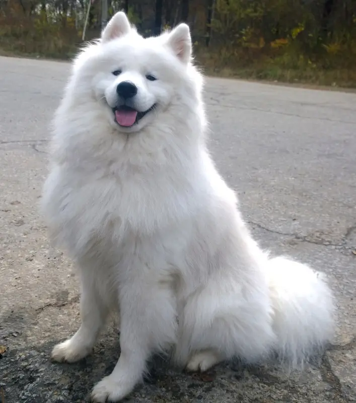 Samoyed