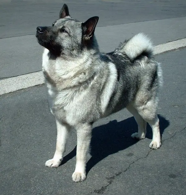 Norveç Elkhound