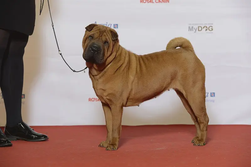 Shar Pei
