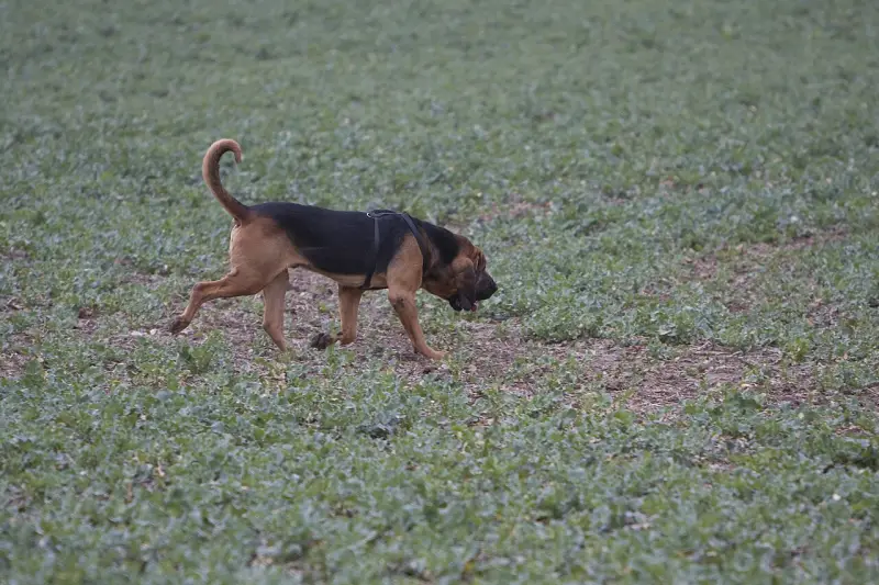 Bloodhound