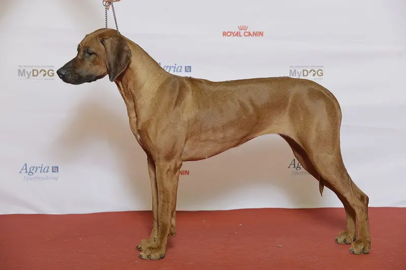 Rodezya Sırtıkabarık Köpeği