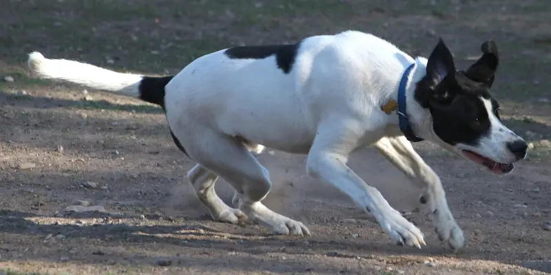 İngiliz Pointer
