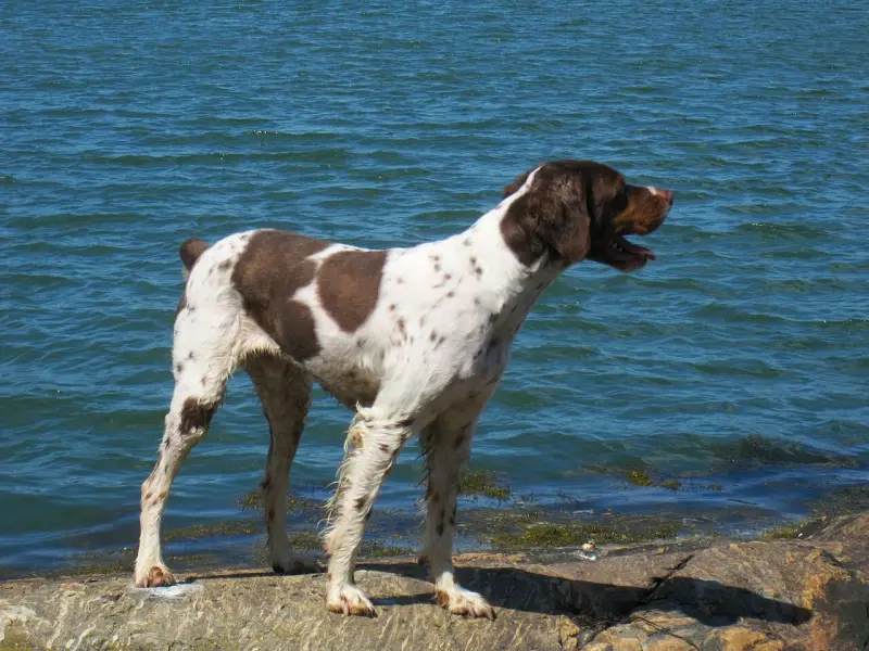 Breton Spanyeli