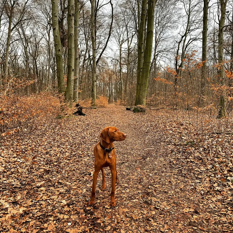 Macar Vizsla