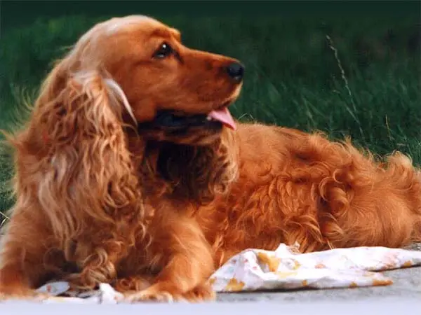 Cocker Spaniel