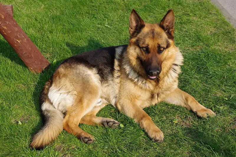 Alman Çoban Köpeği