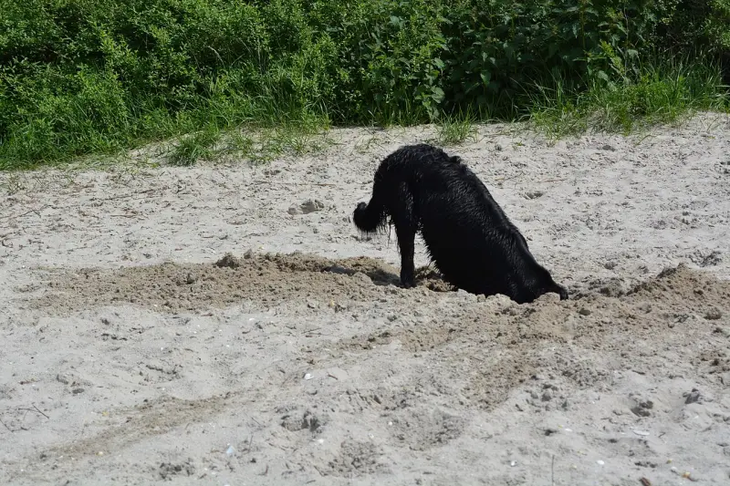 Düz Tüylü Retriever