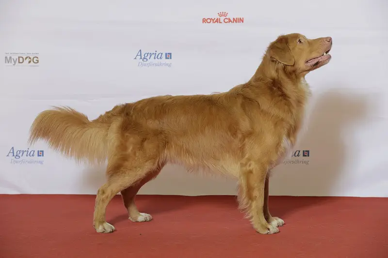 Nova Scotia Duck Tolling Retriever
