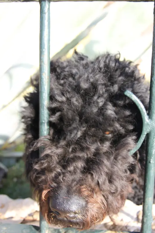 Portekiz Su Köpeği