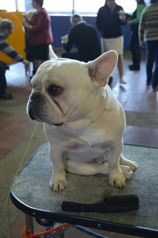 Fransız Bulldog