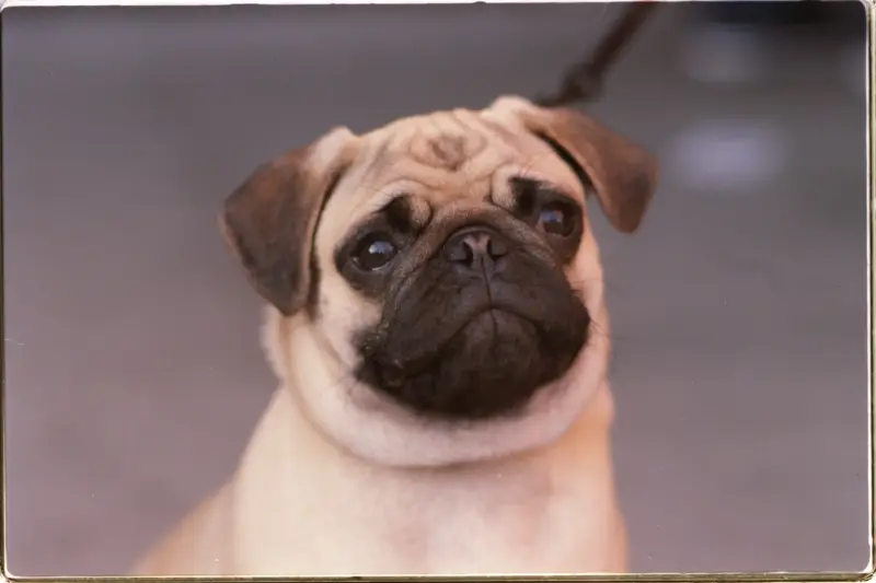 Pug